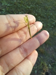 Eumusonia