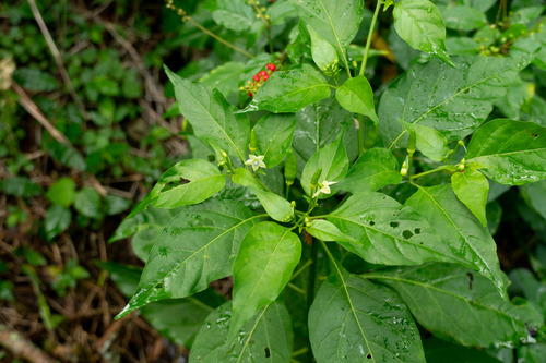 Capsicum annuum observed 2021-01-02