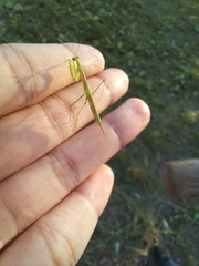 Eumusonia