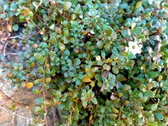 Samolus repens repens