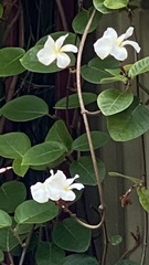 Chonemorpha fragrans