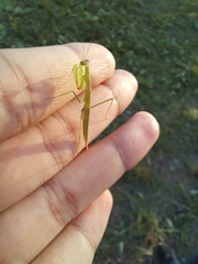 Eumusonia