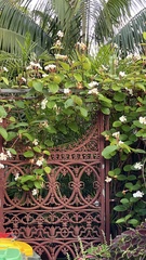 Chonemorpha fragrans