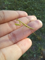Eumusonia