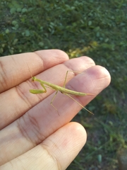 Eumusonia