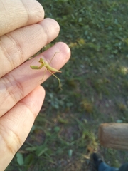 Eumusonia