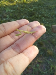 Eumusonia
