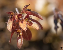 Bulbophyllum proudlockii