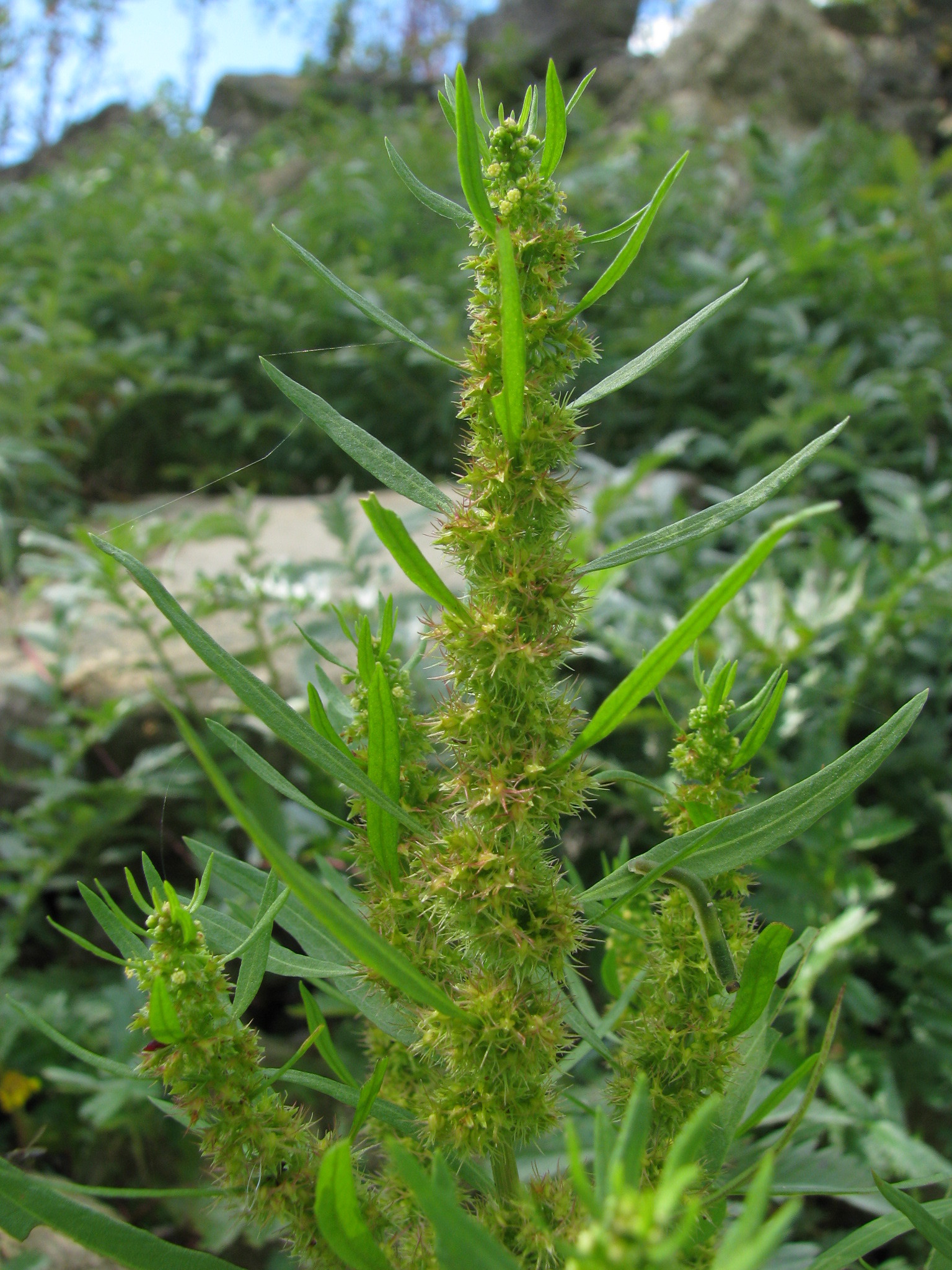Rumex palustris