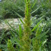 Rumex palustris - Photo (c) --Tico--, algunos derechos reservados (CC BY-NC-ND)