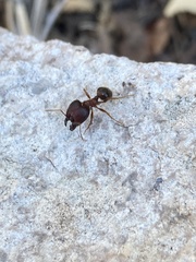 Pheidole obtusospinosa