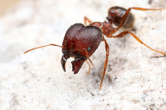 Pheidole obtusospinosa