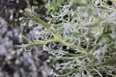 Sphaerophorus venerabilis