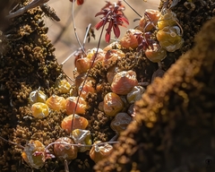 Bulbophyllum proudlockii