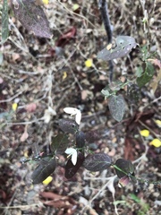 Carlowrightia