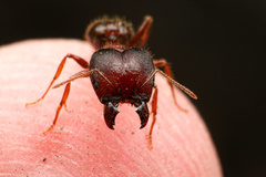 Pheidole obtusospinosa