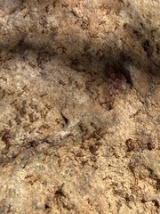Pheidole obtusospinosa