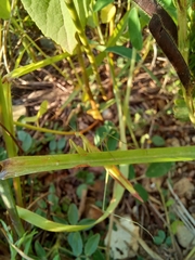 Eumusonia
