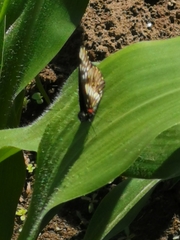 Catasticta nimbice
