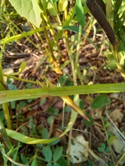 Eumusonia