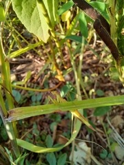 Eumusonia