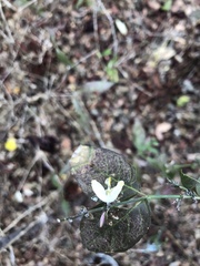 Carlowrightia
