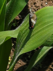 Catasticta nimbice