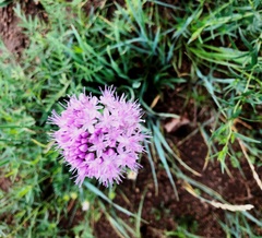 Allium eduardii