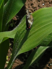 Catasticta nimbice