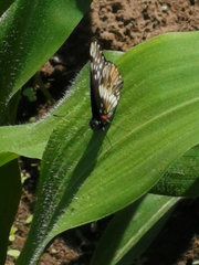 Catasticta nimbice