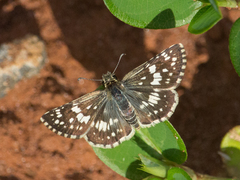 Burnsius orcynoides