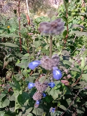 Salvia lasiocephala