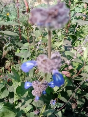 Salvia lasiocephala