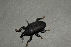 Homalinotus