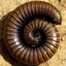 Round-backed Millipedes - Photo (c) Ferran Turmo Gort, some rights reserved (CC BY-NC-SA)