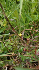 Ludwigia perennis