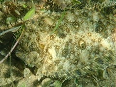 Smalltooth Flounder photo 4