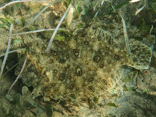 Flounder (Pseudorhombus jenynsii) — Paralichthyidae
