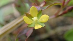 Ludwigia perennis