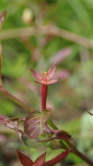 Ludwigia perennis