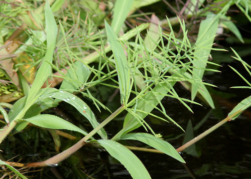 Paspalum repens P.J.Bergius