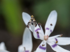 Spathulina acroleuca