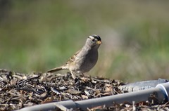 Zonotrichia leucophrys