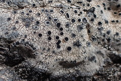 Tephromelataceae