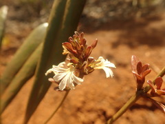 Scaevola beckii