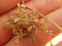 Juncus usitatus