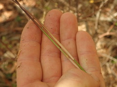 Juncus usitatus