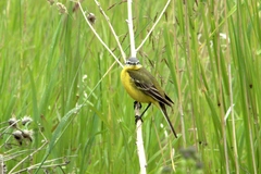 Motacilla flava