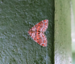 Trichopterigia sanguinipunctata