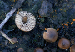 Lyophyllum anthracophilum